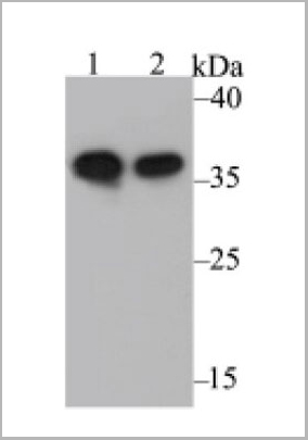 product-image-AAA10593_WB.jpg