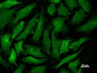 product-image-AAA10612_ICC4.gif