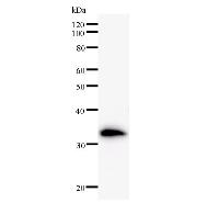 product-image-AAA10612_QC.gif