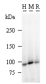 product-image-AAA10612_WB3.gif