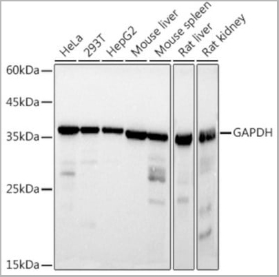 product-image-AAA10621_WB5.jpg