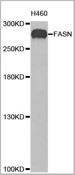 product-image-AAA10626_WB.jpg