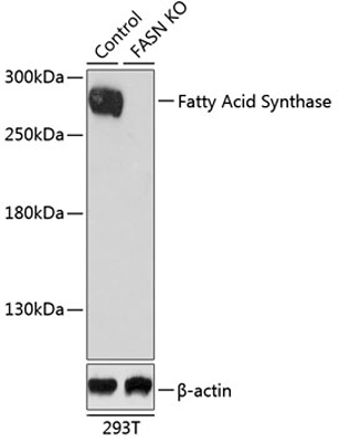 product-image-AAA10626_WB2.jpg