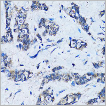 product-image-AAA10627_IHC6.jpg