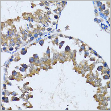 product-image-AAA10627_IHC7.jpg