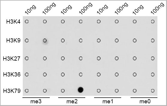 product-image-AAA10648_DB2.jpg