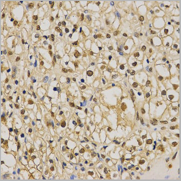 product-image-AAA10648_IHC4.jpg