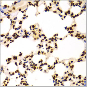 product-image-AAA10651_IHC9.jpg
