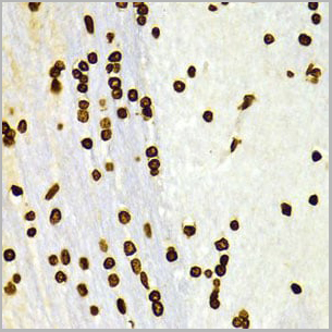product-image-AAA10663_IHC10.jpg