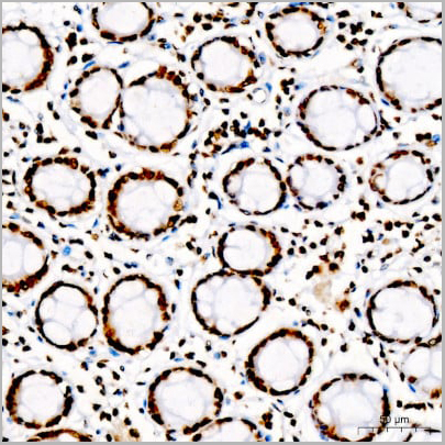 product-image-AAA10663_IHC17.jpg