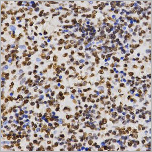 product-image-AAA10663_IHC4.jpg