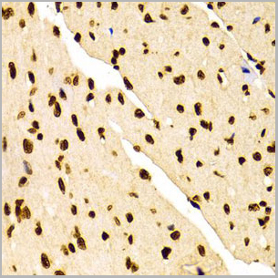 product-image-AAA10663_IHC7.jpg