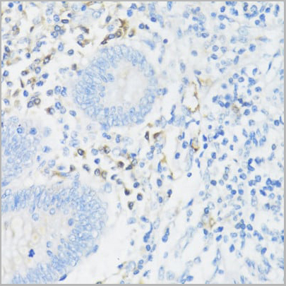 product-image-AAA10672_IHC4.jpg