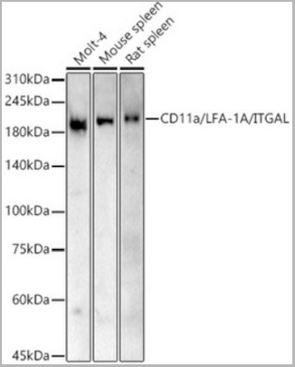 product-image-AAA10672_WB2.jpg