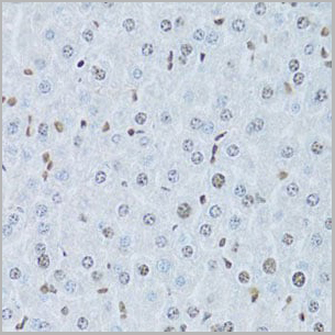 product-image-AAA10685_IHC6.jpg
