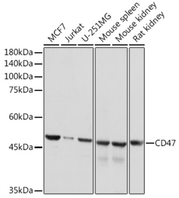 product-image-AAA10699_WB3.jpg