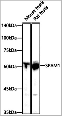 product-image-AAA10714_WB.jpg