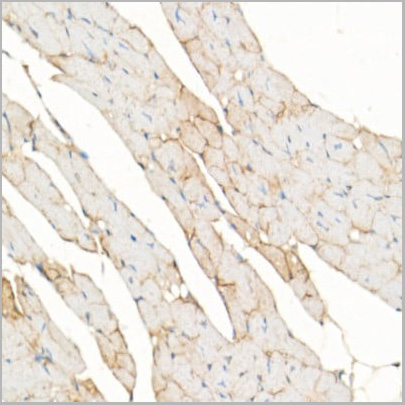 product-image-AAA10720_IHC3.jpg