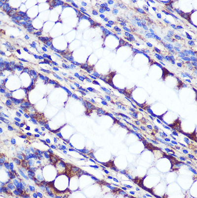 product-image-AAA10722_IHC4.jpg