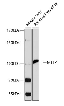 product-image-AAA10747_WB.png