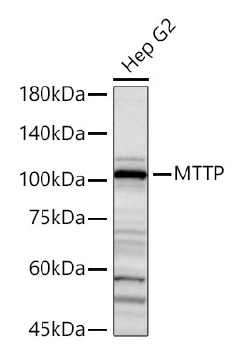 product-image-AAA10747_WB2.png