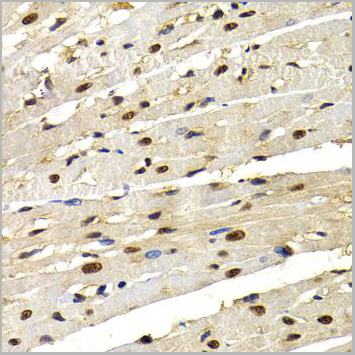 product-image-AAA10752_IHC3.jpg