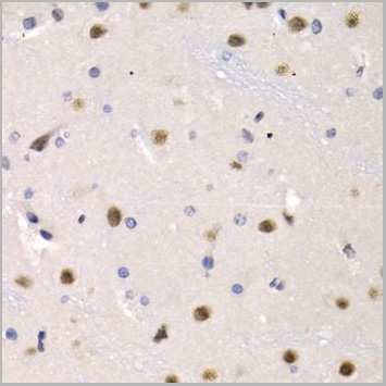 product-image-AAA10752_IHC4.jpg