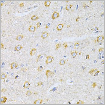 product-image-AAA10753_IHC6.jpg