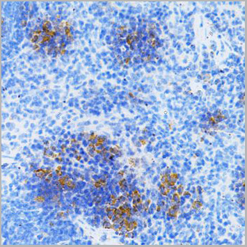 product-image-AAA10753_IHC7.jpg