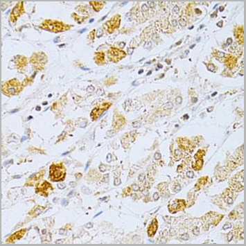 product-image-AAA10753_IHC9.jpg