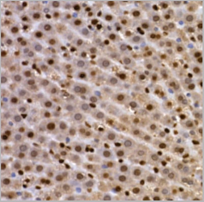 product-image-AAA10754_IHC4.jpg
