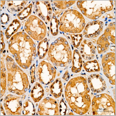 product-image-AAA10754_IHC7.jpg