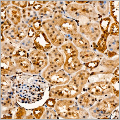 product-image-AAA10754_IHC8.jpg
