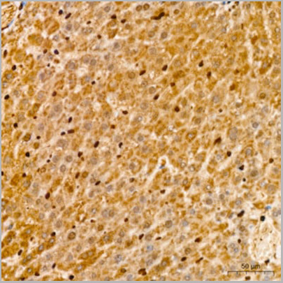 product-image-AAA10754_IHC9.jpg