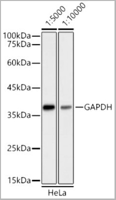 product-image-AAA10764_WB.jpg