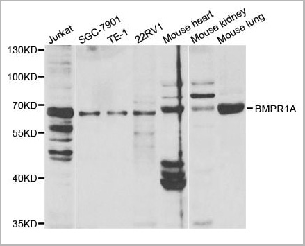 product-image-AAA10766_WB.jpg