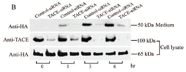 product-image-AAA10912_WB3.gif