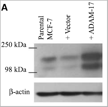 product-image-AAA10912_WB5.gif