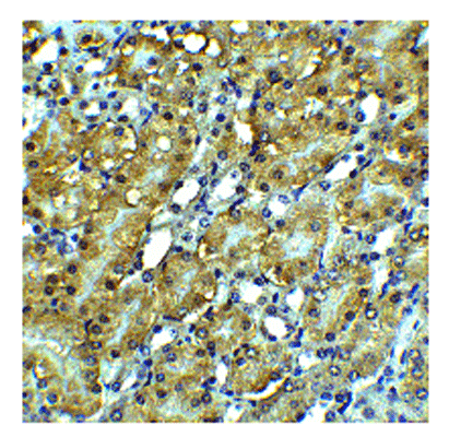 product-image-AAA10922_IHC5.jpg