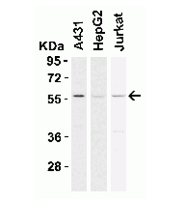 product-image-AAA10922_WB.jpg