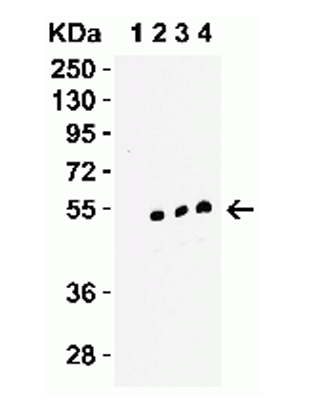 product-image-AAA10922_WB2.jpg