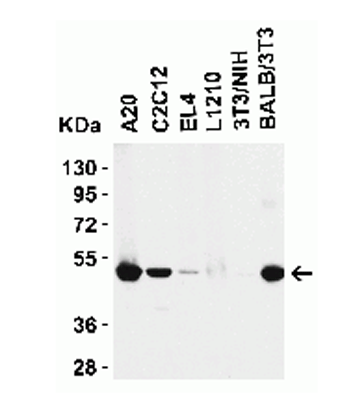 product-image-AAA10922_WB3.jpg