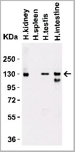 product-image-AAA10928_WB2.jpg