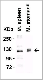 product-image-AAA10928_WB3.jpg