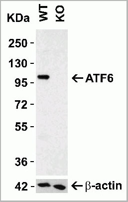 product-image-AAA10937_WB.jpg