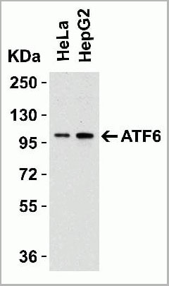 product-image-AAA10937_WB2.jpg
