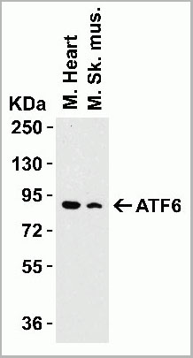 product-image-AAA10937_WB3.jpg