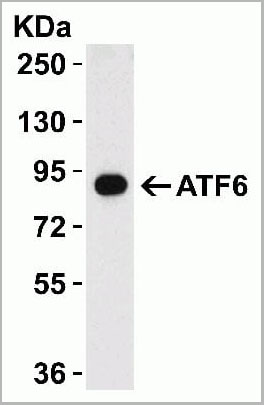 product-image-AAA10937_WB4.jpg