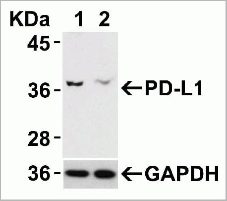 product-image-AAA10941_WB3.jpg
