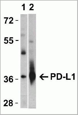 product-image-AAA10941_WB4.jpg